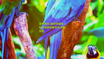 壹号娱乐-西班牙国家队与加那利群岛队对阵在即